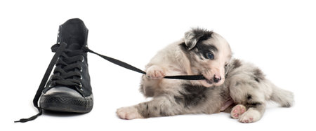 21 days old crossbreed dog playing, shoe, isolated on whiteの写真素材