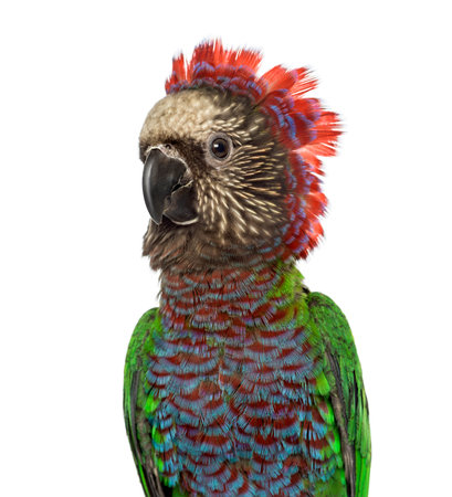 Close-up of Red-fan parrot, Deroptyus accipitrinus, isolated on white