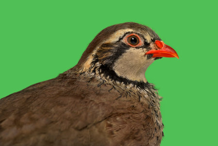 Close-up of a side view of Red-legged partridge, Alectoris rufa against green backgroundの写真素材