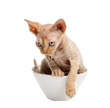 Devon rex kitten getting out of a white bowl isolated on white