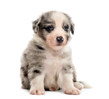 Front view of a crossbreed puppy sitting isolated on whiteの写真素材