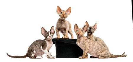 Group of Devon rex kittens getting out of a hat isolated on white
