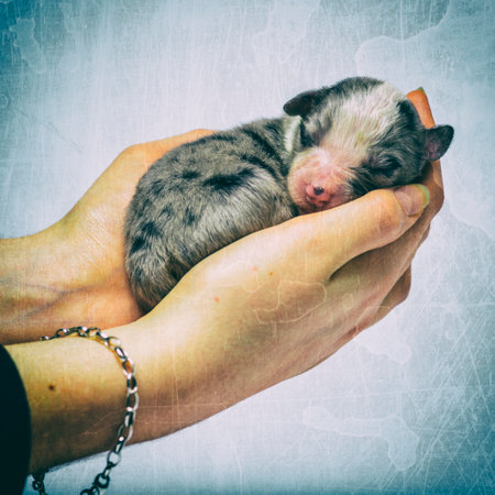 3 days old crossbreed puppy sleeping in hands against colored backgroundの写真素材