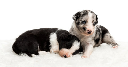 A 21 day old crossbreed between an australian shepherd and a border collie sleeping while the other looks around, on white furの写真素材