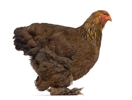 Side view of Brahma chicken isolated on whiteの写真素材