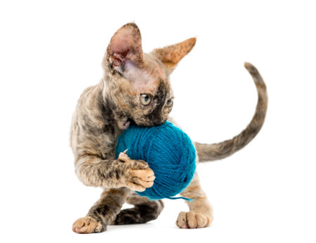 Devon rex cat carring a wool ball isolated on white
