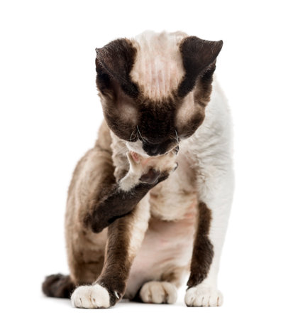 Devon rex grooming himself isolated on whiteの写真素材