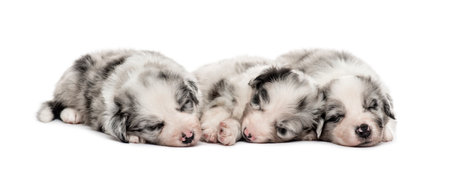 Front view of a Group of crossbreed puppies sleeping isolated on whiteの写真素材