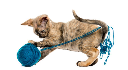 side view of Devon rex cat playing with a wool ball isolated on white