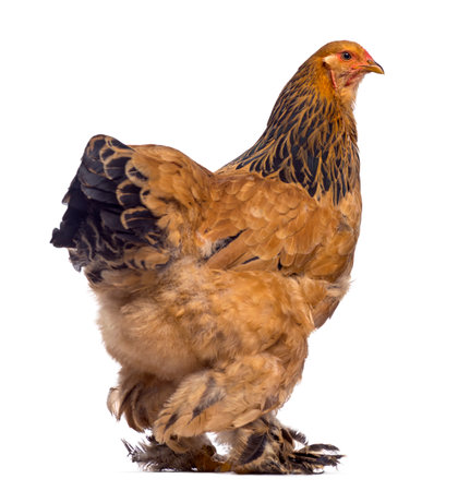 Rear of Brahma chicken isolated on whiteの写真素材