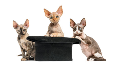 Group of Devon rex kittens getting out of a hat isolated on whiteの写真素材