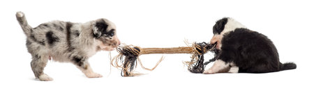 Two crossbreed puppies playing with a rope isolated on whiteの写真素材