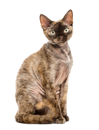 Side view of a Devon rex cat sitting isolated on white
