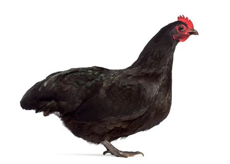 Side view of an Australorp chicken isolated on whiteの写真素材