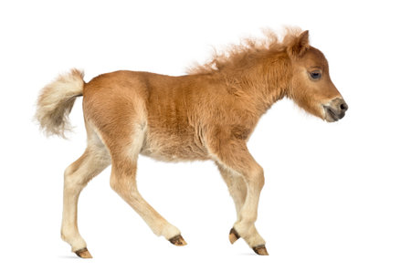 Side view of a young poney, foal trotting against white backgroundの写真素材
