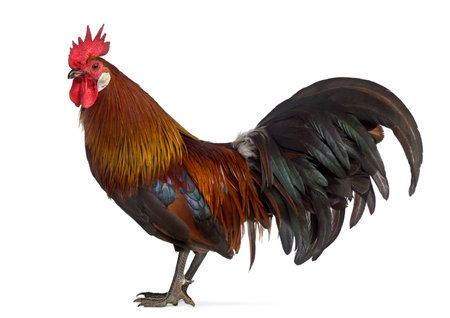 side view of a Belgian rooster isolated on white