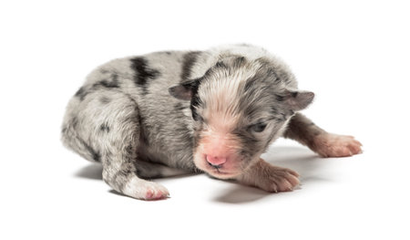 3 days old crossbreed puppy isolated on whiteの写真素材