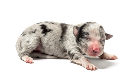 3 days old crossbreed puppy isolated on whiteの写真素材