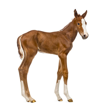 Side view of a foal isolated on whiteの写真素材