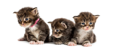 Maine coon kitten in a row isolated on whiteの写真素材