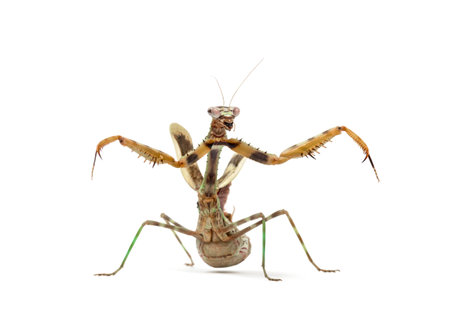 female Parasphendale affinis