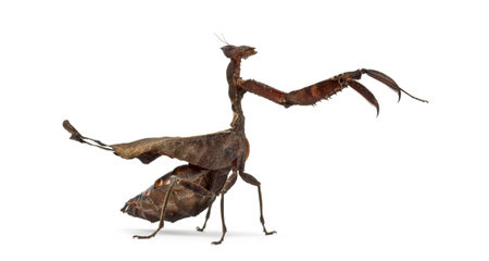 dead leaf mantises - Acanthops Sp - isolated on white