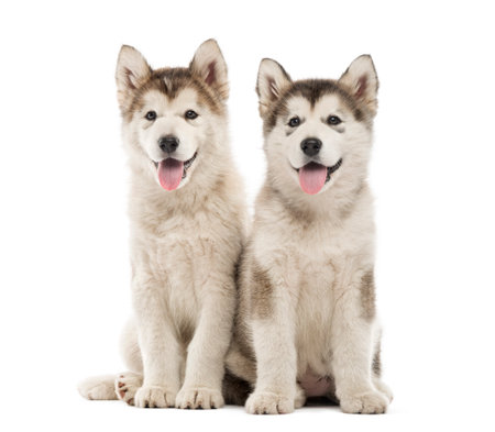 Alaskan Malamute puppies sitting and panting isolated on whiteの写真素材