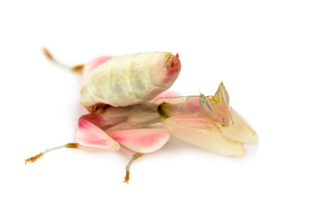 Female praying mantis, orchid mantis, isolated on whiteの写真素材