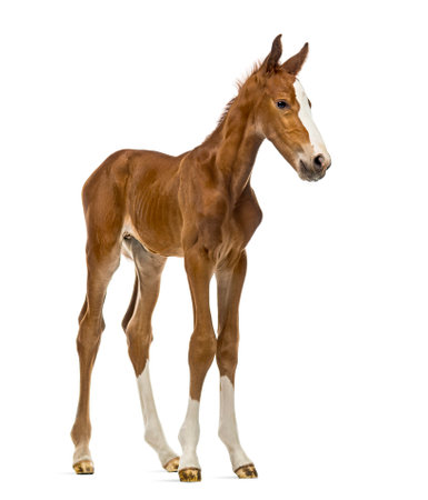Foal isolated on whiteの写真素材