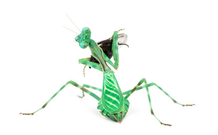 praying mantis, Female African Pinstripe Mantis or Miomantis binotata eating a fly isolated on white