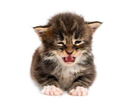 Cute Maine coon kitten meowing isolated on whiteの写真素材