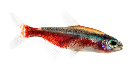 Side view of a Cardinalis fish or cardinal tetra isolated on whiteの写真素材