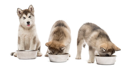 Alaskan Malamute puppies drinking isolated on whiteの写真素材