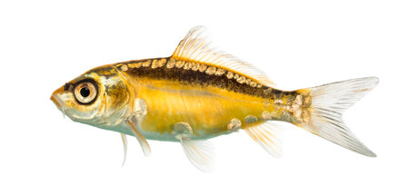 Side view of a yellow koi isolated on whiteの写真素材