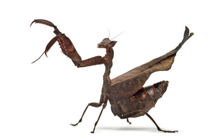 dead leaf mantises - Acanthops Sp - isolated on whiteの写真素材