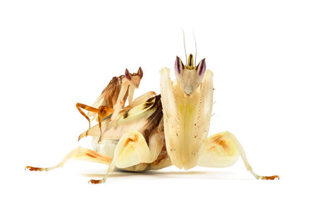 Adult male et female orchid mantis - Hymenopus coronatus, isolated on whiteの写真素材