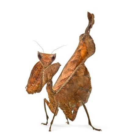 dead leaf mantises - Acanthops Sp - isolated on whiteの写真素材