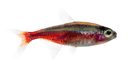 Side view of a Cardinalis fish or cardinal tetra isolated on whiteの写真素材