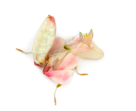Female praying mantis, orchid mantis, isolated on whiteの写真素材