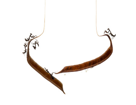 Young dead leaf mantises on a Ootheca - Acanthops Sp - isloated on whiteの写真素材