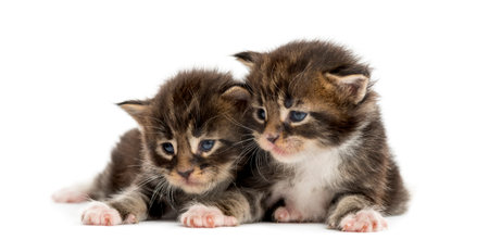 Maine coon kittens looking away isolated on whiteの写真素材