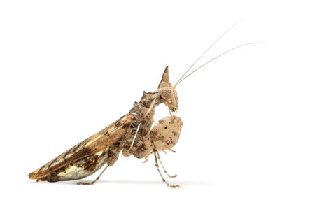 Female praying mantis, Ceratomantis saussurii, isolated on whiteの写真素材