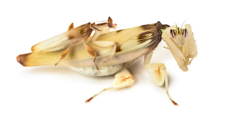 Adult male et female orchid mantis - Hymenopus coronatus, isolated on whiteの写真素材