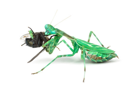 praying mantis, Female African Pinstripe Mantis or Miomantis binotata eating a fly isolated on whiteの写真素材
