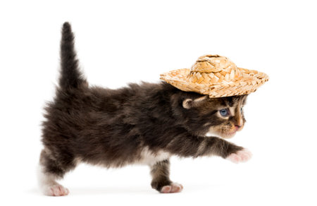 Maine coon kitten walking and wearing a hatの写真素材