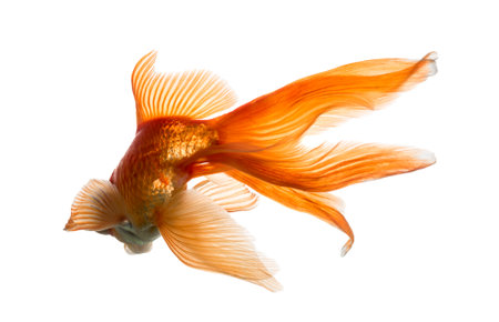 Back view of a Goldfish in water, islolated on whiteの写真素材