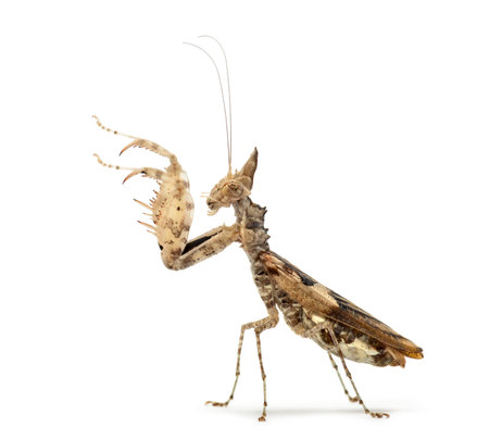 Female praying mantis, Ceratomantis saussurii, isolated on white
