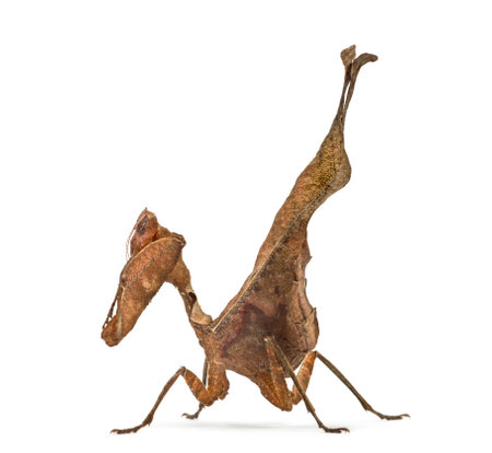 dead leaf mantises - Acanthops Sp - isolated on whiteの写真素材