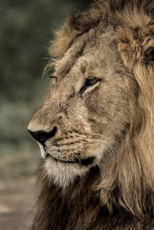 Close-up of a male lionの写真素材