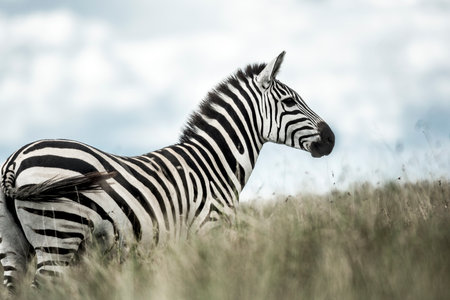 Zebra in the wild savannah, Serengeti, Africaの写真素材